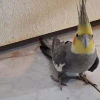 عروس هلندی|پرنده|تهران, هلال احمر|دیوار