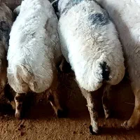 13عدد میش چاق صفاشهر