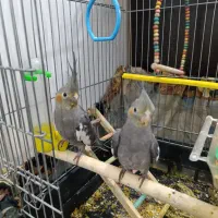 معاوضه نمیکنم