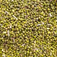 ماش محلی درجه یک