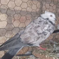 کبوتر  خوش ذات یزدی ارزون
