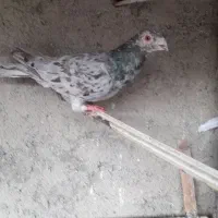 کفتر گرفتنی