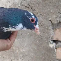 دو جفت پلنگ