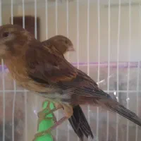 تعدادی قناری ماده و جوجه فائو|پرنده|مشهد, کوشش|دیوار