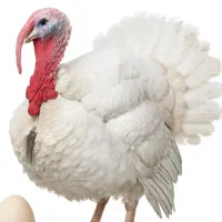 بوقلمون گوشتی کاملا ارگانیک