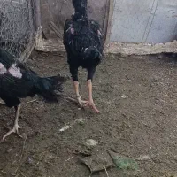 لاری اصل نژاد سیاه