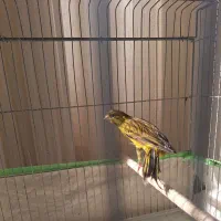 قناری سبز چمنی