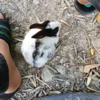 خرگوش