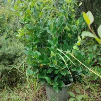 فروش یاس|گل و گیاه طبیعی|چابکسر, |دیوار