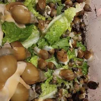حلزون|خزنده|زاهدان, |دیوار