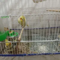 عروس هلندی مولد|پرنده|مینودشت, |دیوار