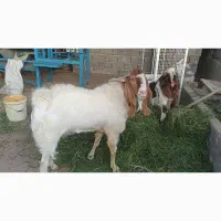 نر بز پاکستانی اصل