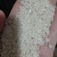 برنج فجر سوزنی ۹۰ روزه