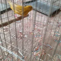 قناری|پرنده|شاهینشهر, خانه کارگر|دیوار