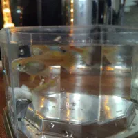 گوپی و پرت|ماهی|مشهد, نیروی هوایی|دیوار