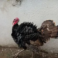 بوقلمون برنز نر ۲ عدد|حیوانات مزرعه|آمل, |دیوار