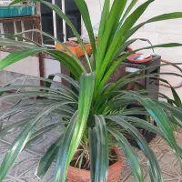 گل بزرگ فروشی