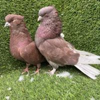 کبوترشمرونی