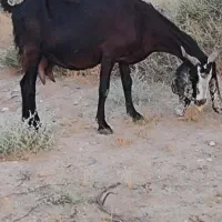 بز داشتی دو قلو زاه
