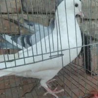 کبوتر
