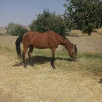اسب مادیان