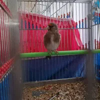 چند سهره کرمانی و سنندج|پرنده|خمینیشهر, |دیوار