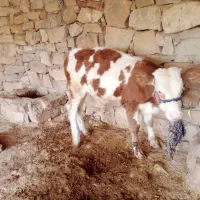 گوساله|حیوانات مزرعه|لالی, |دیوار