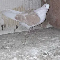 حدود ۳۵ عدد کفتر|پرنده|قرچک, مهدیه|دیوار