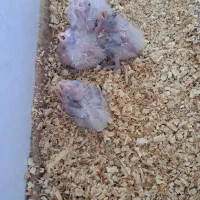 جوجه عروس البینو سرلاکی