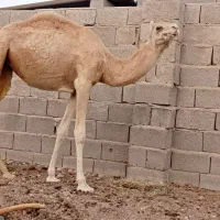 شتر سفید آشتی جوان