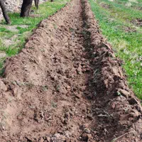 جاسب زمین باغی