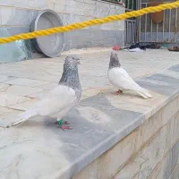 کبوتر کله الماسی