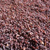 کشمش ارگانیک