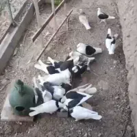 کبوتر