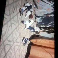 کبوتر شهرستان