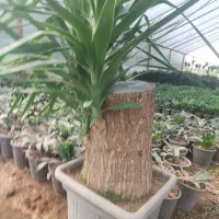 یوکا تنه دار