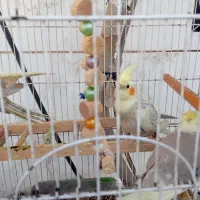 عروس هلندی دستی ورام