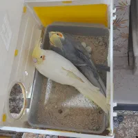 معاوضه باسهره