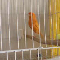 قناری ردفاکتور سرخ نرمستخون اورجینال