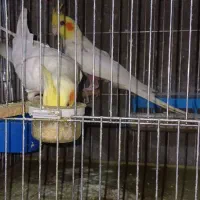 عروس باسه جوجه