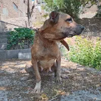 سگ ماده سرابی۳سال صحیح سالم دهن پاک