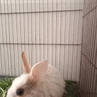 خرگوش کوچولو مینیاتور