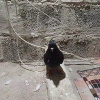 اشعل سیاه|پرنده|خرمشهر, |دیوار