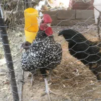 مرغ و خروس نژاد دار|حیوانات مزرعه|تایباد, |دیوار