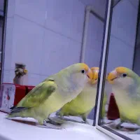 طوطی برزیلی هیبرید|پرنده|ساری, |دیوار