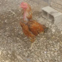 جوجه کوشین و خروس لاری اصیل و خروس کوشین جوان .|حیوانات مزرعه|تربت جام, میرقوام الدین|دیوار