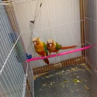 جفت گرینچیک مولد دستی ضمانتی