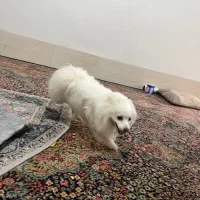 واگذاری|سگ|بندرعباس, |دیوار