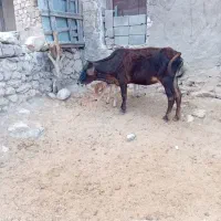 چک صیادی معتبر