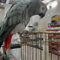 طوطی برزیلی و انواع طوطی خریدوفروش|پرنده|اسلام‌شهر, زرافشان|دیوار